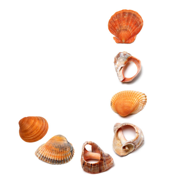 由贝壳组成的字母J图片下载