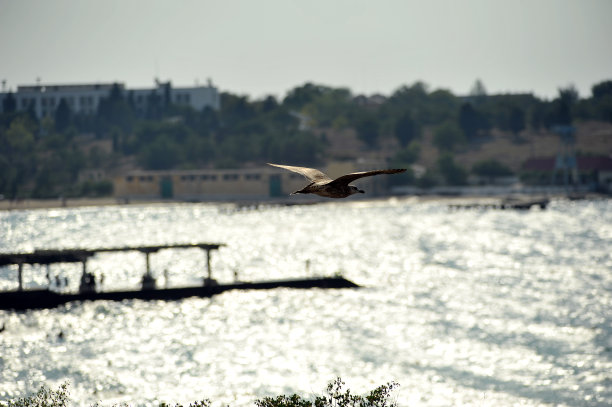 鸟在飞行中图片下载