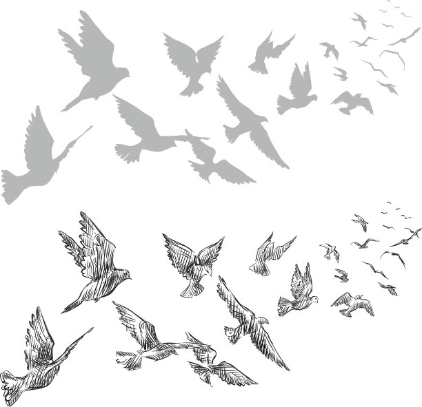 飞鸽，手绘，矢量插图图片下载