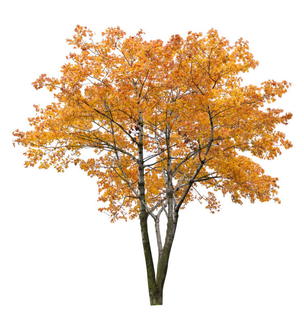 明亮的大的孤立枫树图片下载