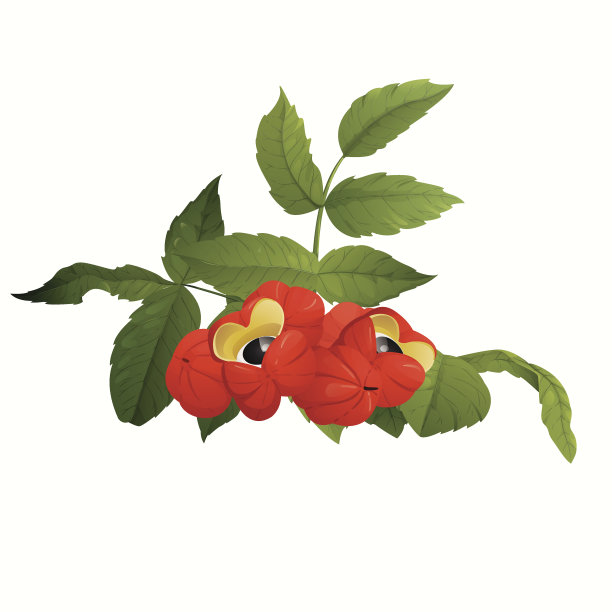 瓜拉纳(保林尼亚杯)图片下载