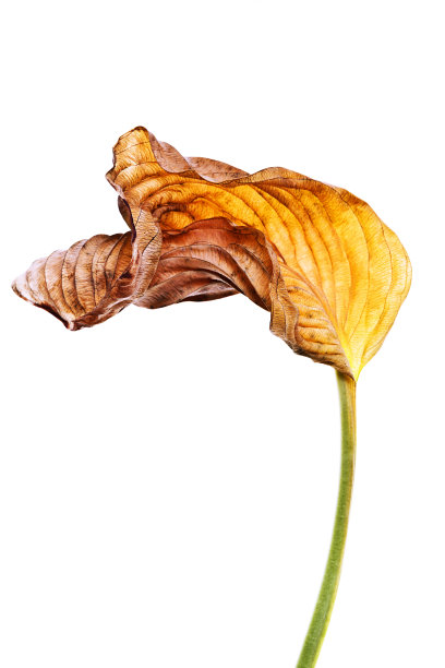 在白色上分离的干燥的外来叶垂直。图片下载