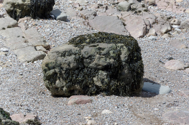 岩石上的海藻图片下载