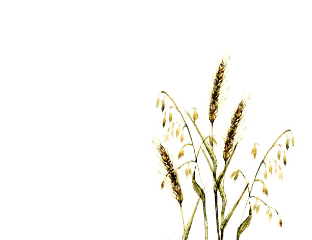 草甸草插图水彩在黄色图片下载