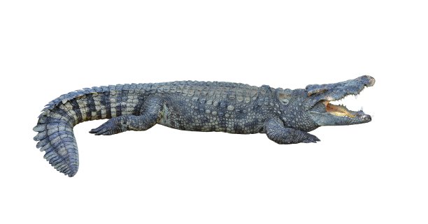 鳄鱼图片下载