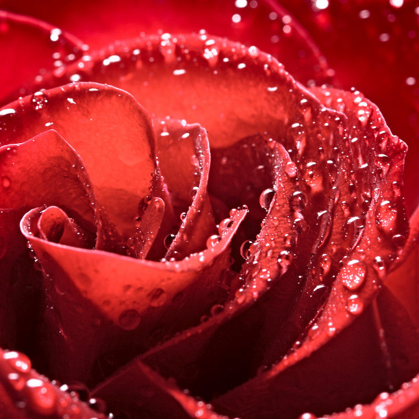 玫瑰花图片下载