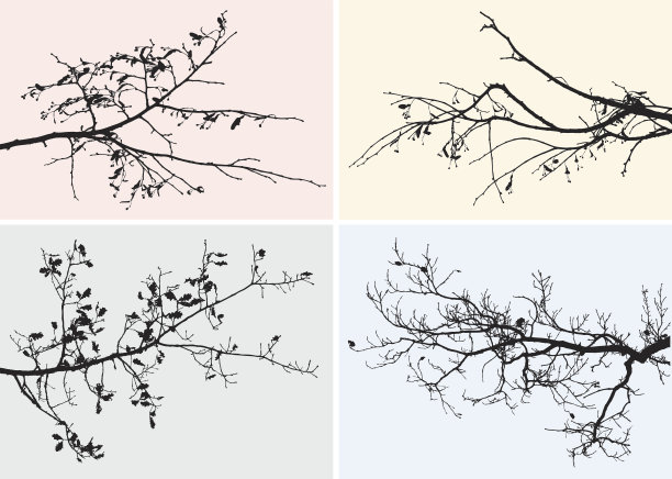 秋天树木的树枝图片下载