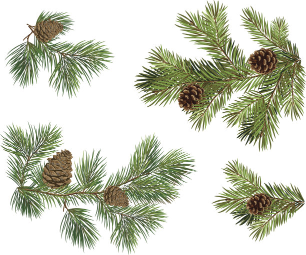 带松果的圣诞树树枝的向量收集图片下载