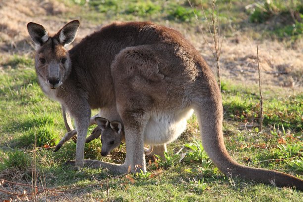 雌袋鼠和小袋鼠素材图片