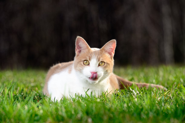 猫在草地上图片下载