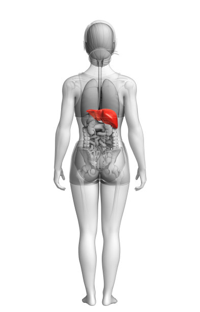 女性肝脏解剖学图片下载