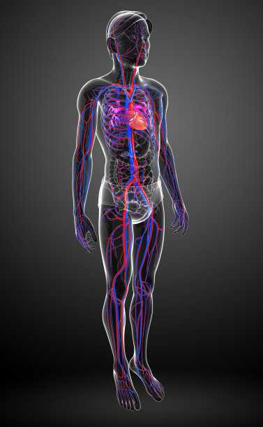 男性的循环系统图片下载