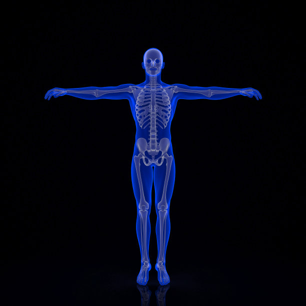 人类的骨骼。3 d演示。包含剪切路径图片下载