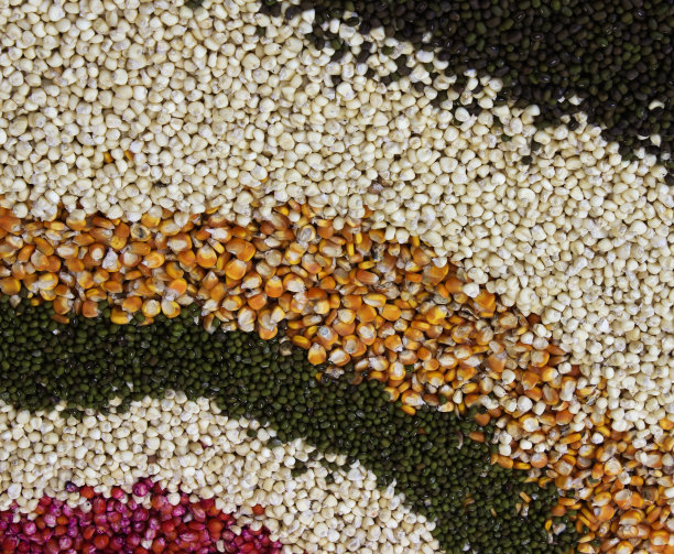 青豆，豆科背景图片下载