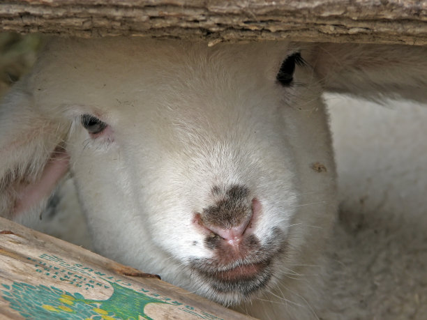 羊肉图片下载