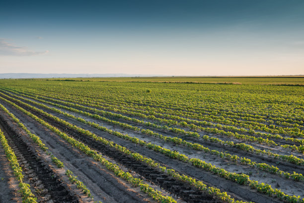 大豆田图片下载