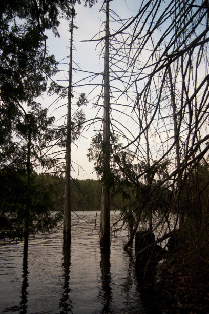 枯树倒映在湖面上图片下载