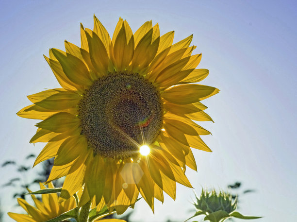 阳光下的向日葵图片下载