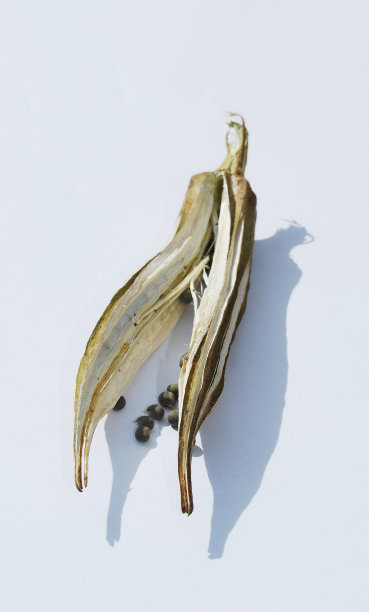 秋葵荚干图片下载