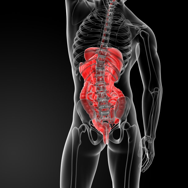 消化系统的3d渲染图图片下载