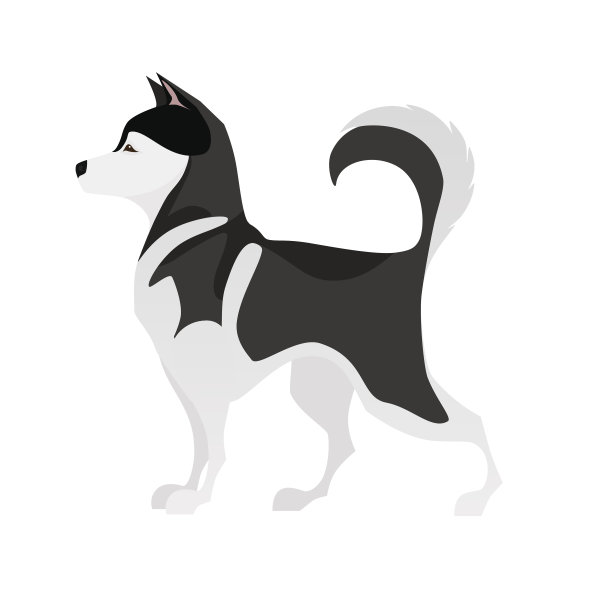 孤立可爱的黑白小哈士奇图片下载