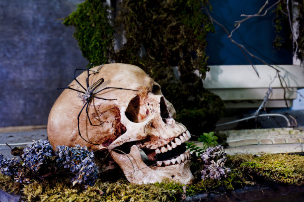 头骨静物图片下载