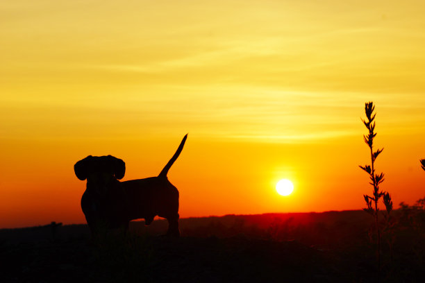 腊肠犬(特克尔)看着橙色的日落图片下载