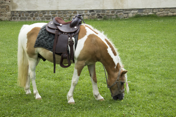 漂亮的马,牧场图片下载