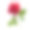 玫瑰图片素材ID：141606904