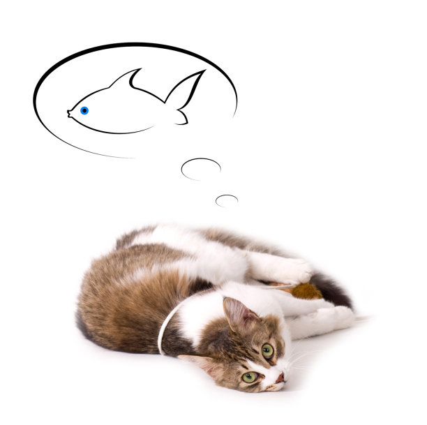 美丽的小猫咪梦想鱼在白色的背景图片下载