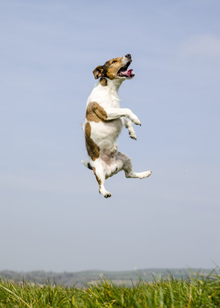 杰克罗素梗跳跃图片下载