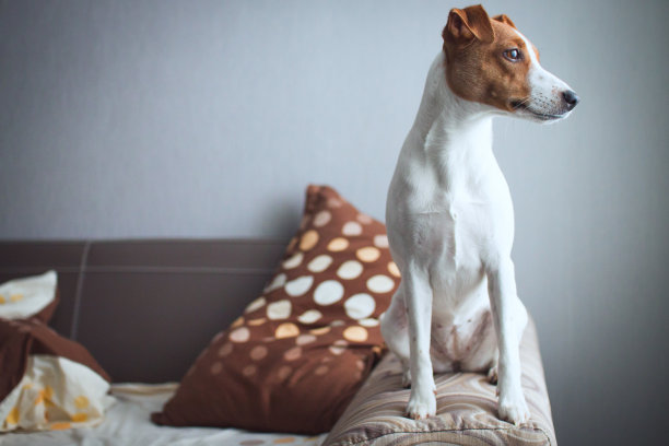 杰克罗素梗图片下载