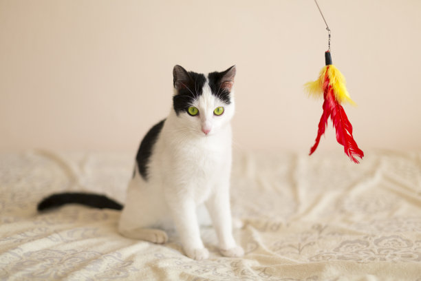 年轻的猫图片下载