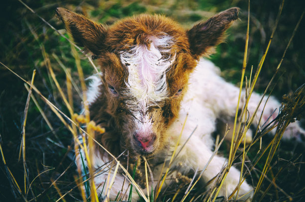 小绵羊(羊)图片下载