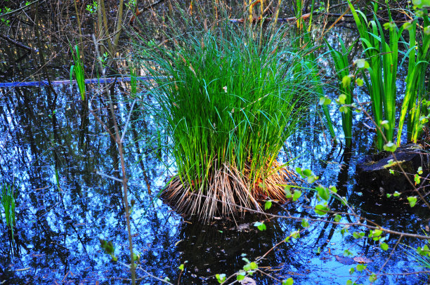 沼泽图片下载