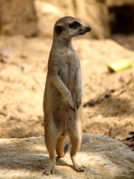 动物在动物园图片下载