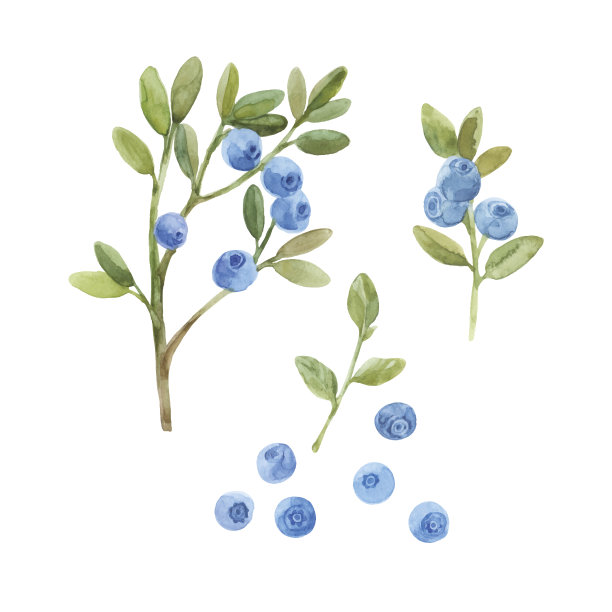 蓝莓。手绘水彩矢量插图，素描。为设计元素。图片下载