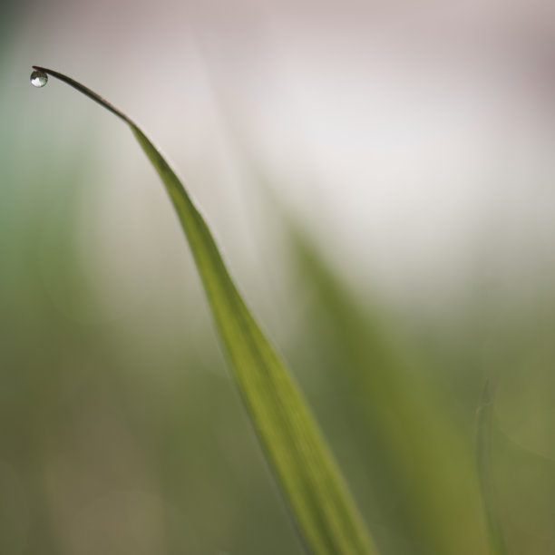 陶特罗芬图片下载