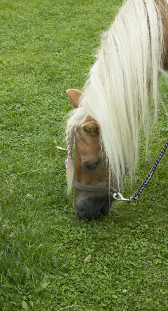 漂亮的马图片下载