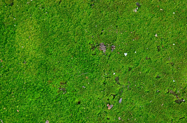 苔藓植物的背景素材图片
