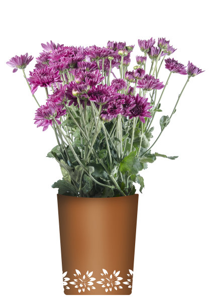 紫紫罗兰非洲菊花图片下载