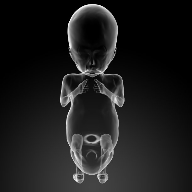 3d渲染插图-人类胎儿图片下载