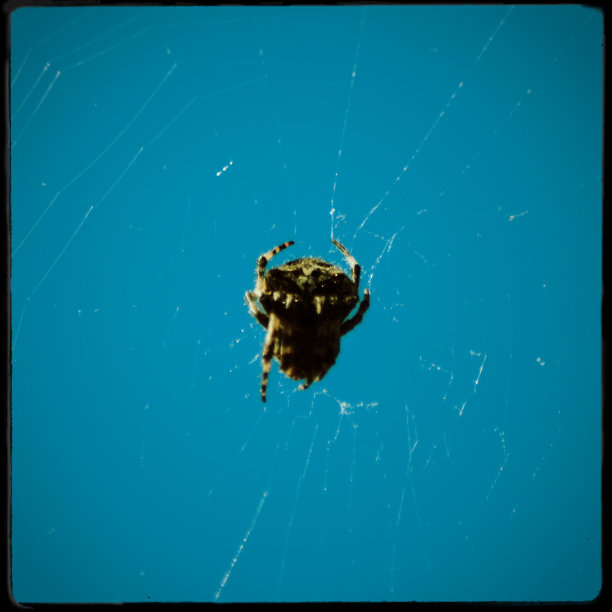 花园蜘蛛aranaeus图片下载