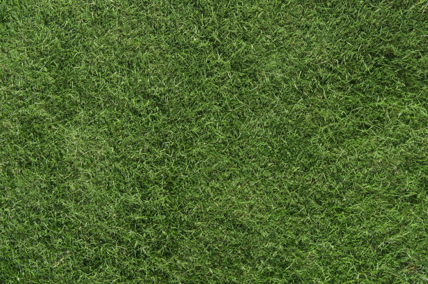 草坪上图片下载