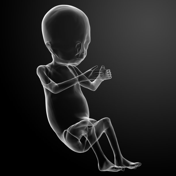 3d渲染插图-人类胎儿图片下载