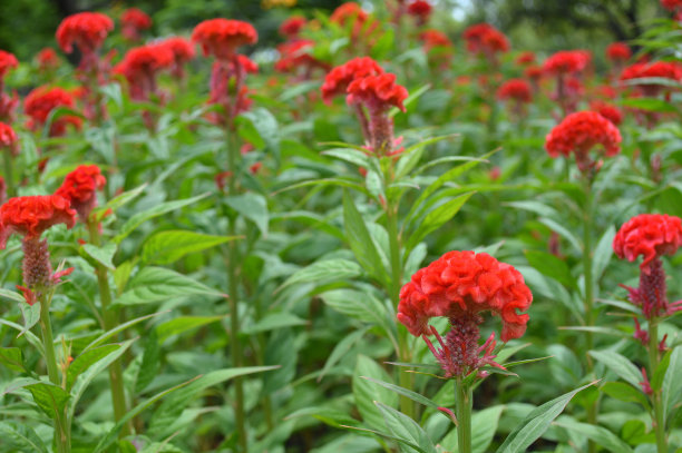 红色的鸡冠花图片下载