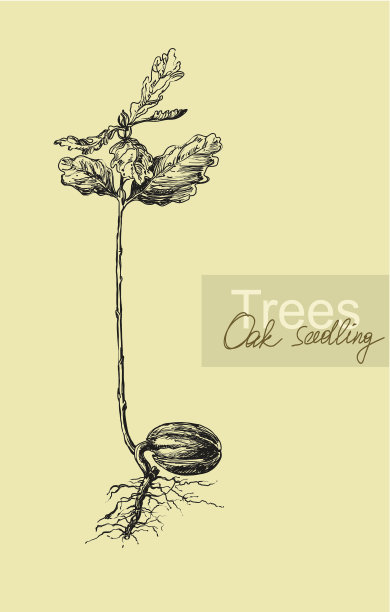矢量画的幼苗橡树图片下载