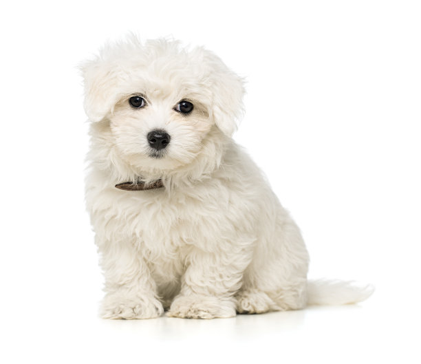 可爱的小狗图片下载