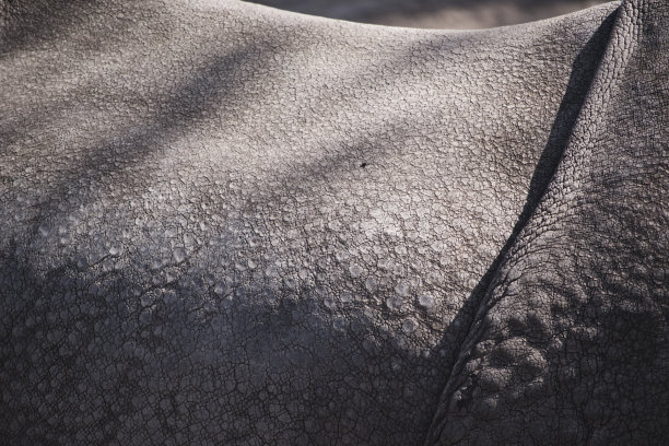 犀牛的皮肤图片下载