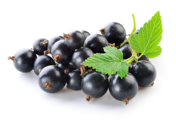 孤立在白色上的黑醋栗。素材图片